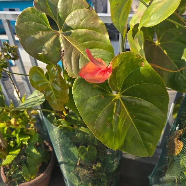 Muda Antúrio - Grande