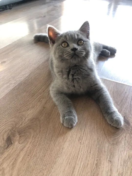 Filhotes para reserva Blue British Shorthair - Foto 4