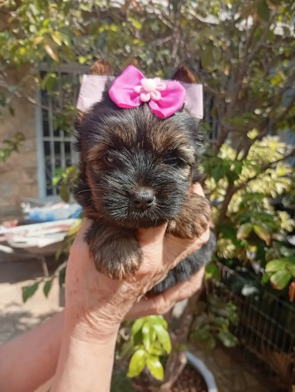 Yorkshire mais Pura Raça Criados com Muito Amor e Carinho