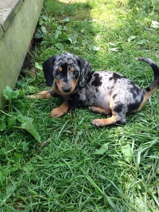 Cão Saudável Basset, Dachshund/Teckel/ Salsicha/Cofap