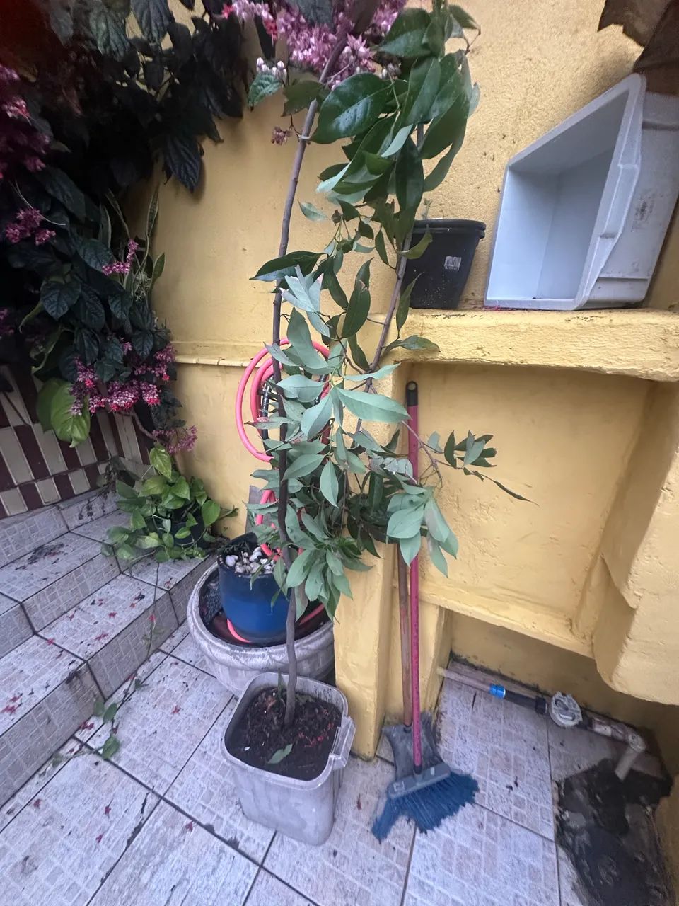 Doação planta lichia 