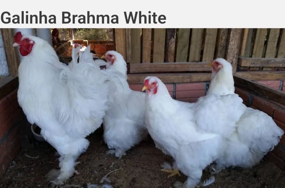 Galinhas Brahma White - Para doação 