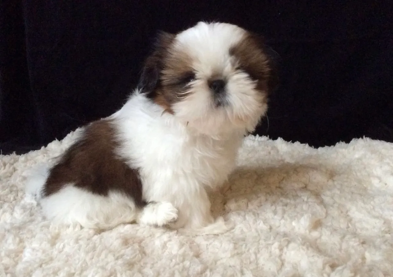 Shih tzu macho e fêmea com pedigree