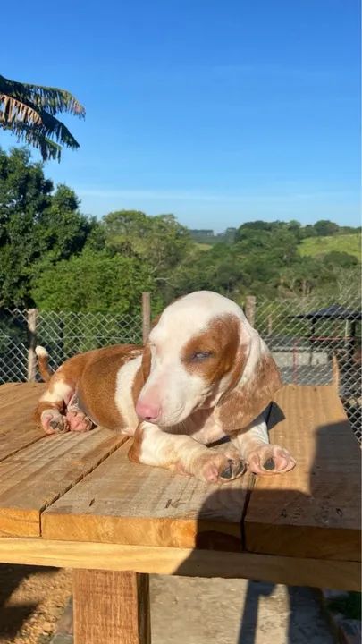 Filhote de Dachshund miniatura  - Foto 2