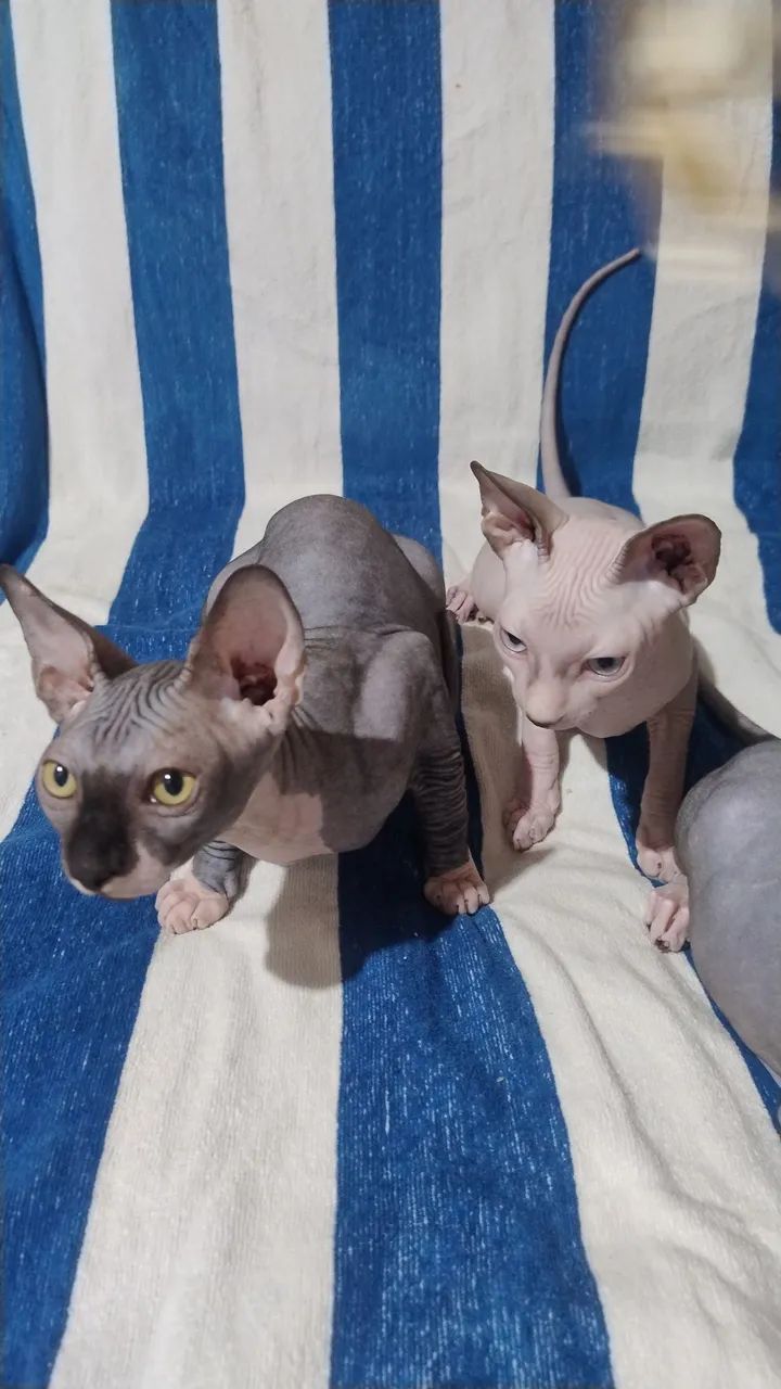 Sphynx 5 meses - Foto 5