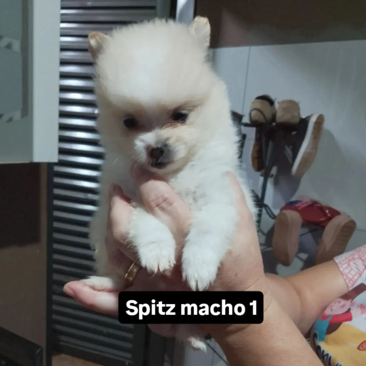 Filhote Spitz Alemão Macho