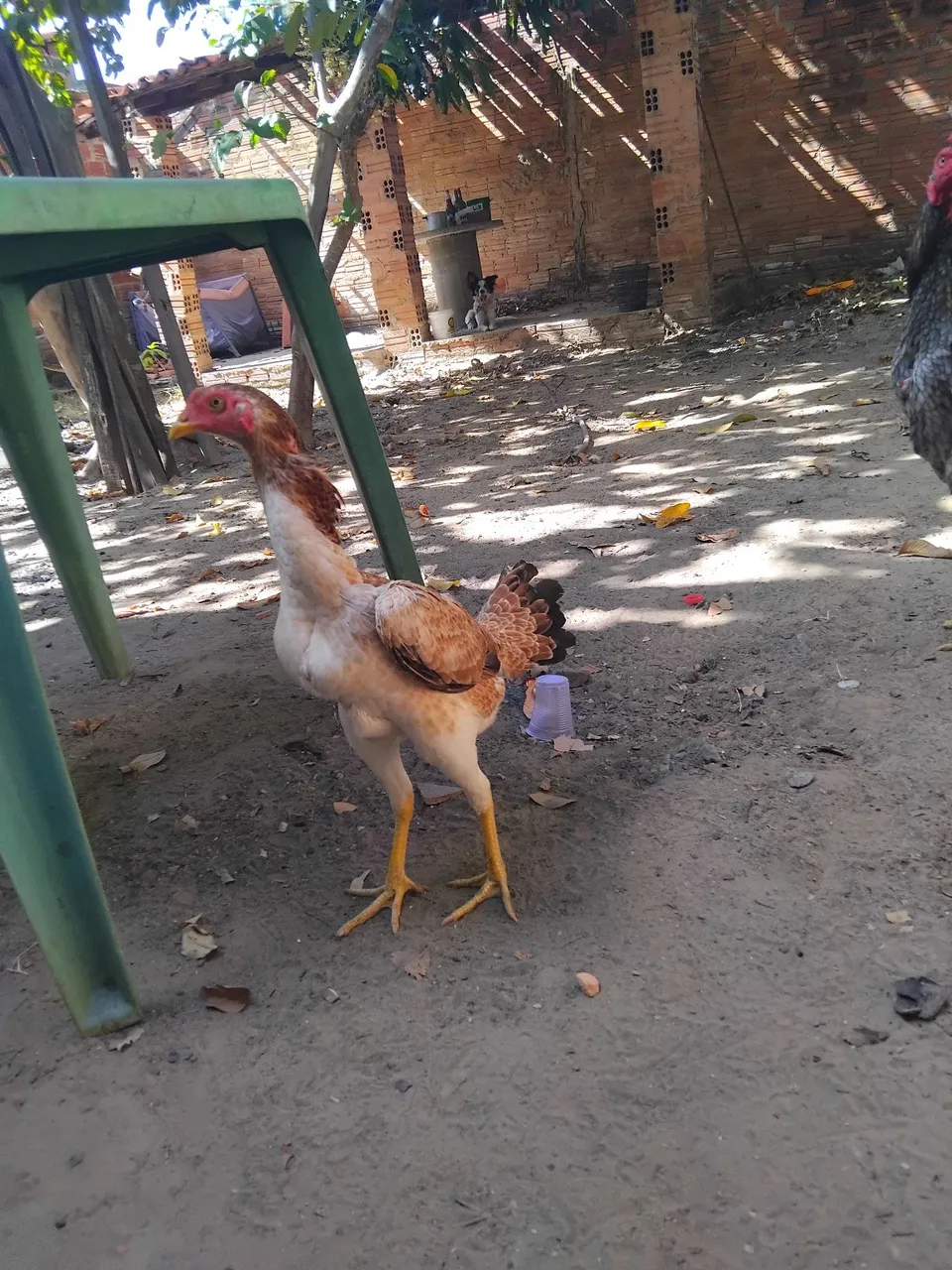 Franga de raça