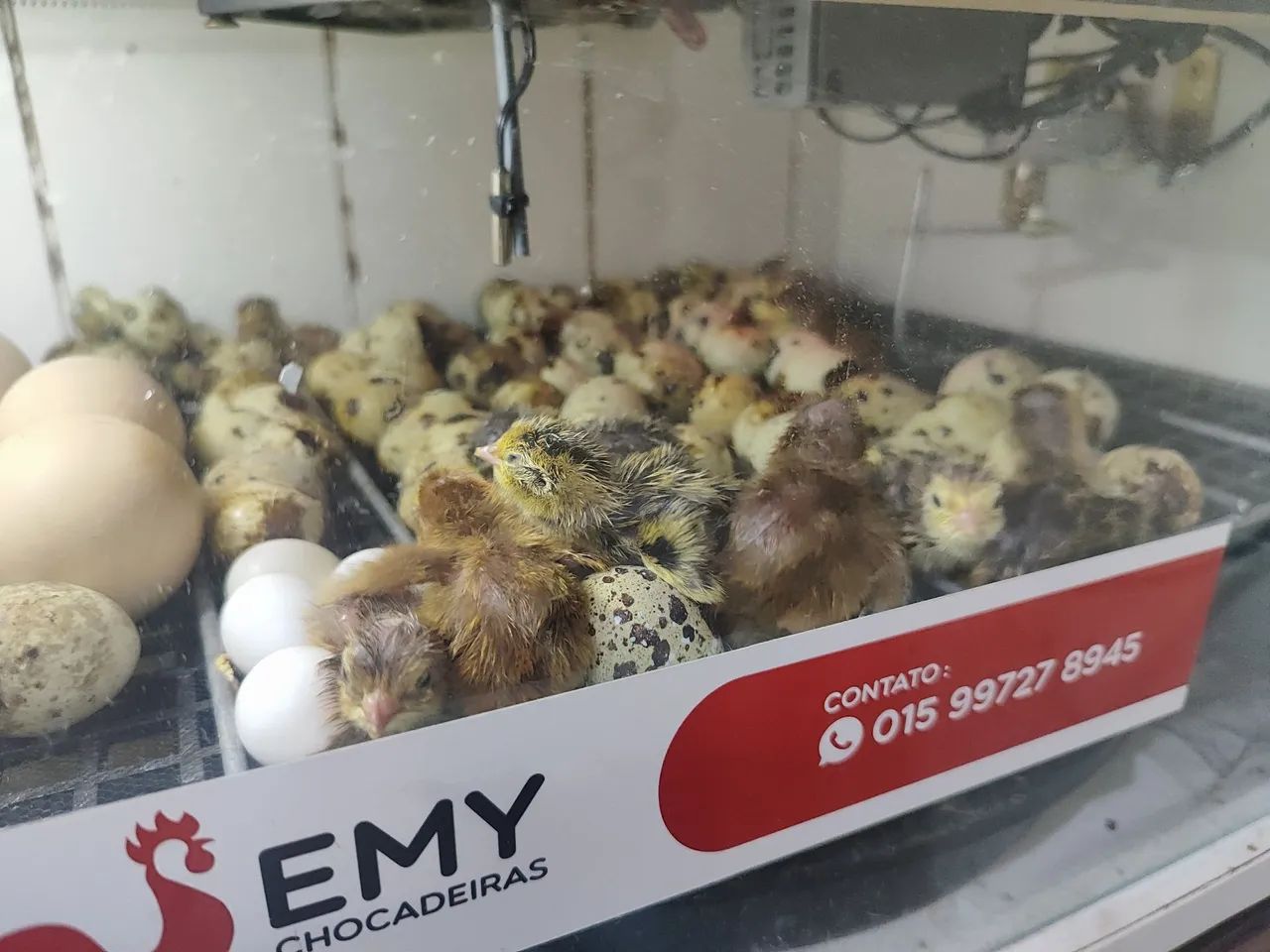 Codornas gigantes  - Foto 3