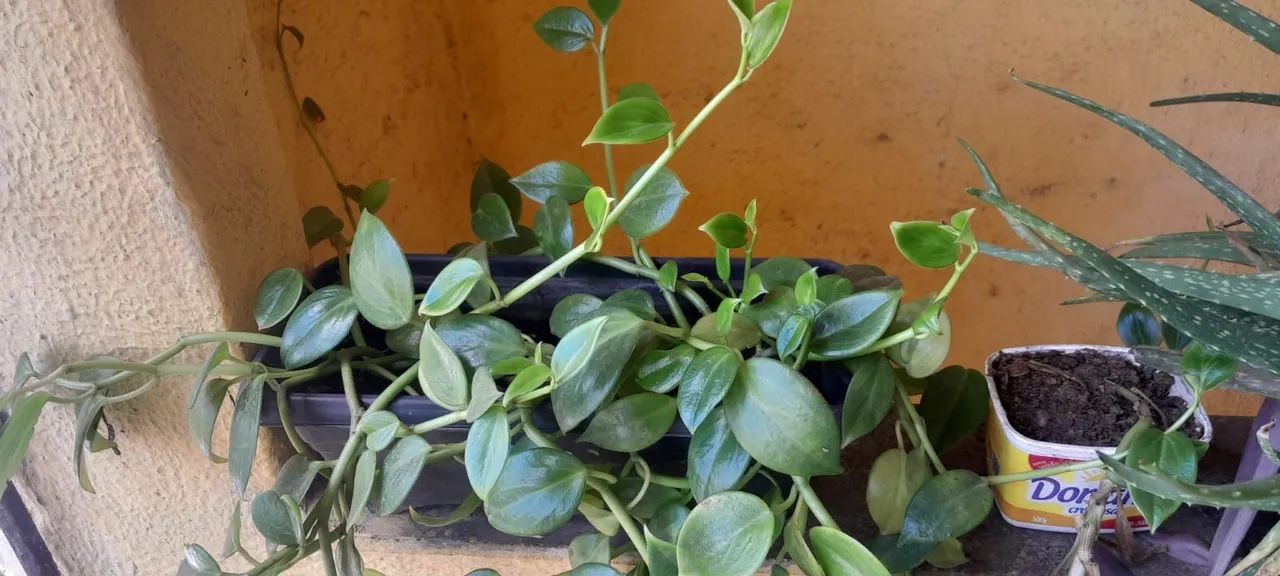 Diversas mudas a venda