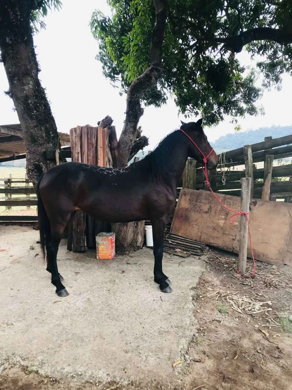 Potra quarto de milha 