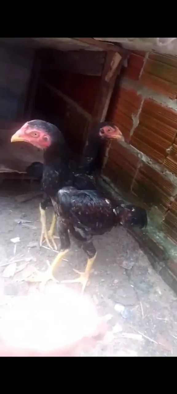 Dspnv..Um frango é 2 frangas cariocas  - Foto 2