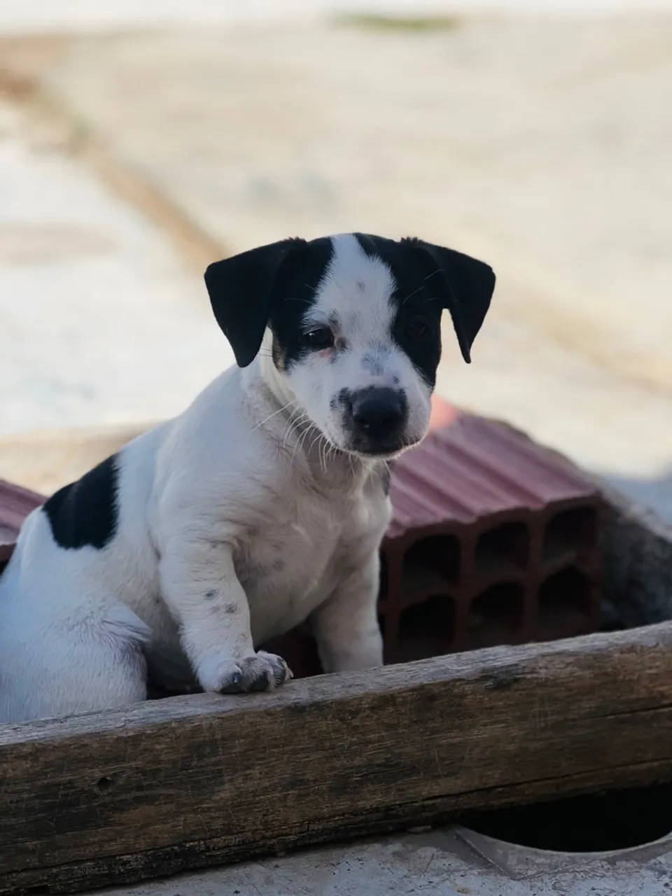 FILHOTES JACK RUSSEL (CACHORRO DO MASCARA)