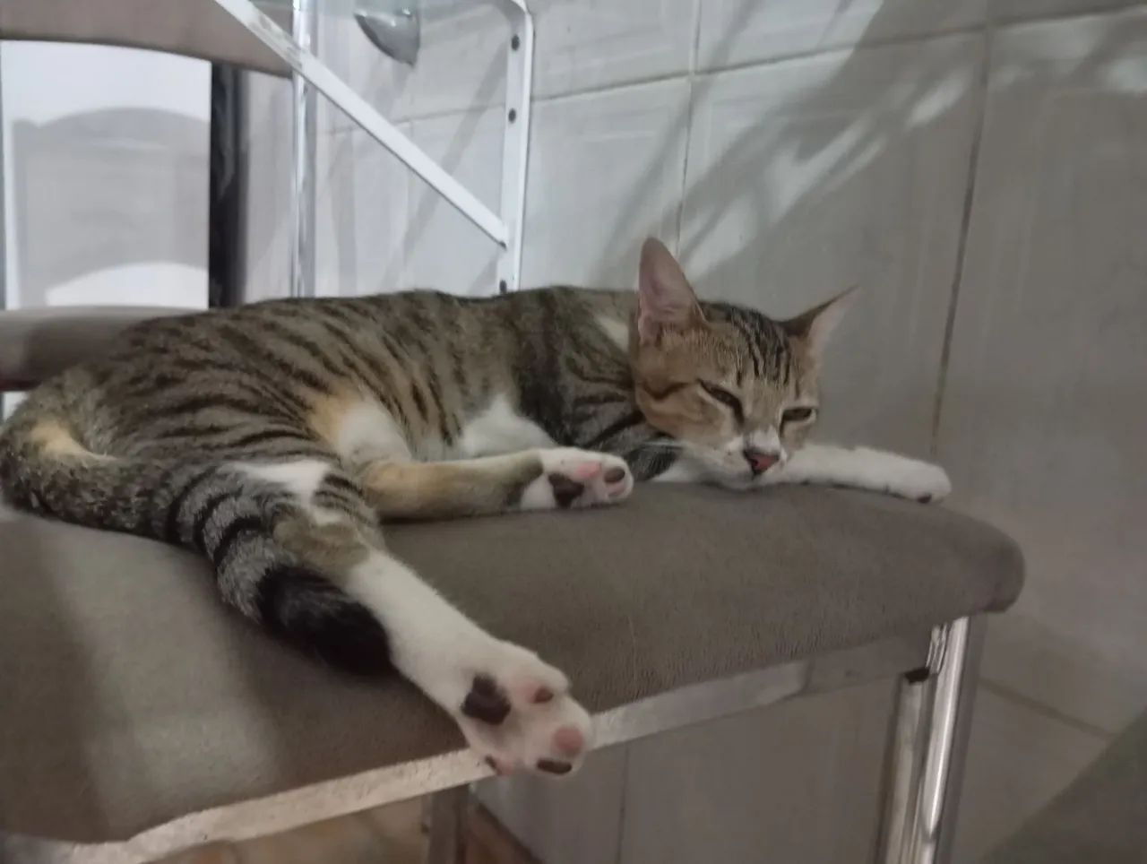 Dois gatos fofinhos para adoção - Foto 3