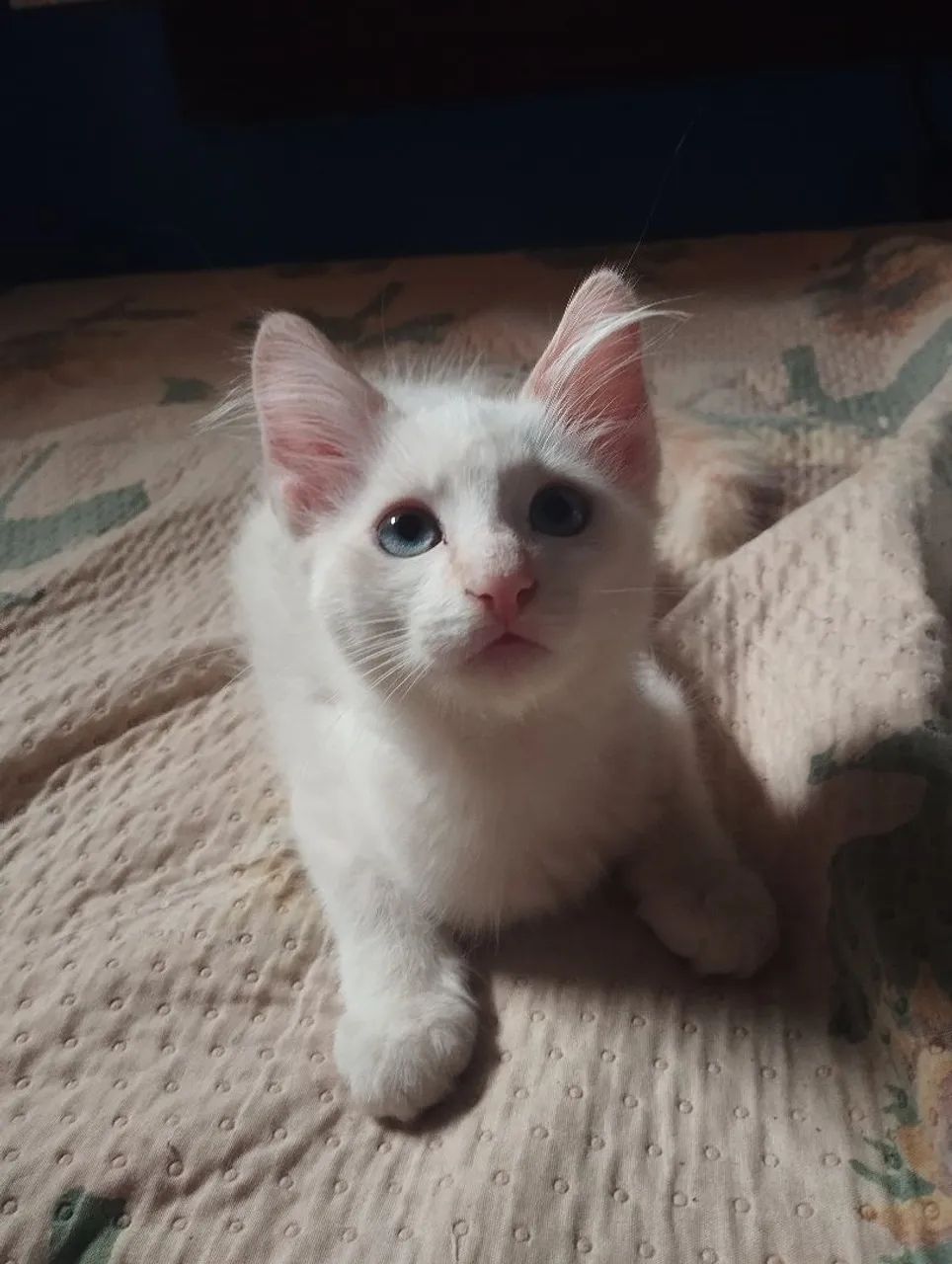 DOAÇÃO DE GATINHO - Foto 2