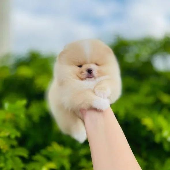Lulu da Pomerânia Padrão URSINHO Legítimos  - Foto 5