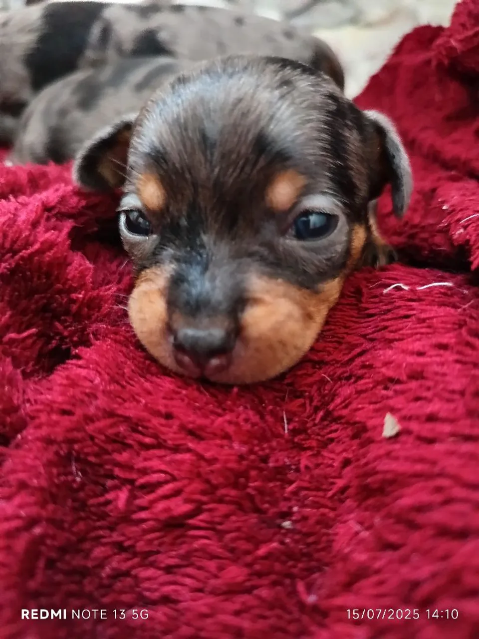 Filhotinhos de pinscher arlequim merle