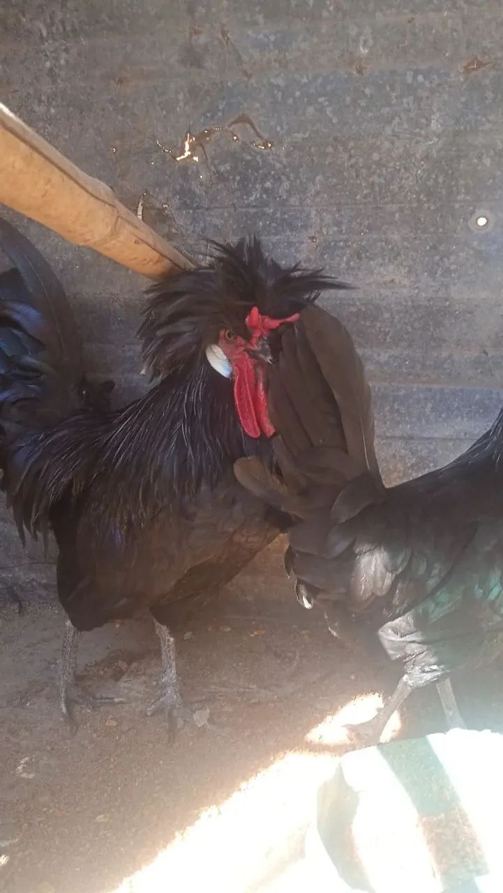 Galos polonês e um frango de sedosa do Japão  - Foto 3