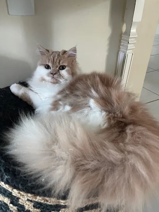 Gatinha persa - Foto 3