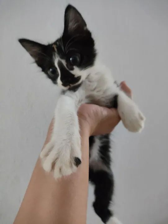 Gatinhos para adoção  - Foto 3