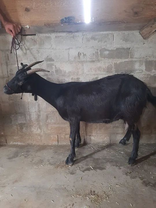 Cabra preta Adulta - Foto 3