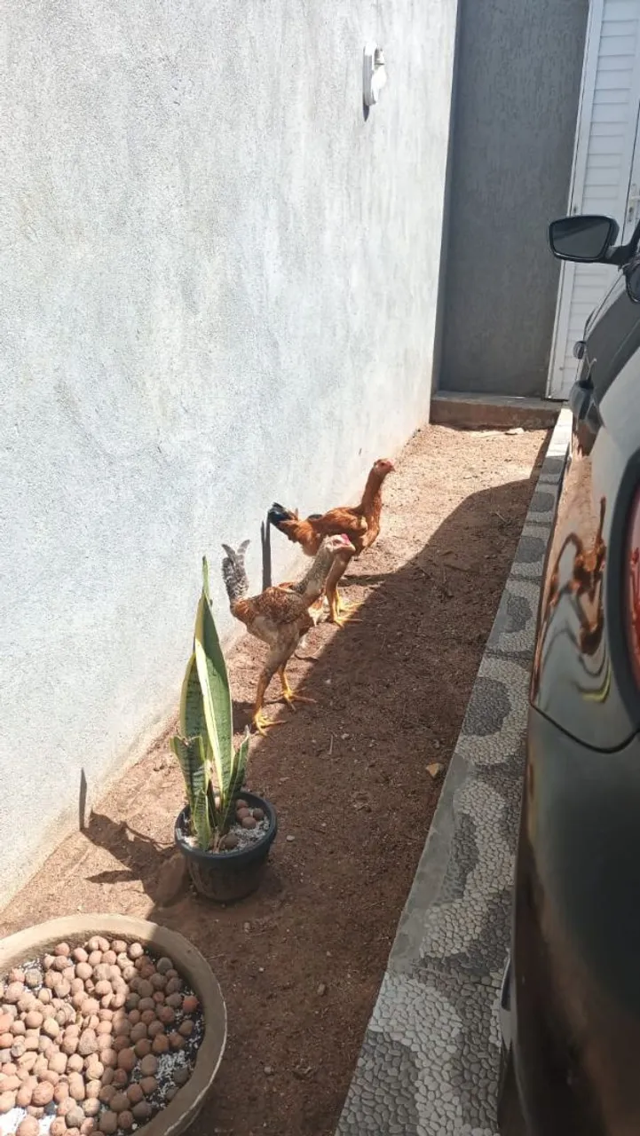 2 fragos adultos
