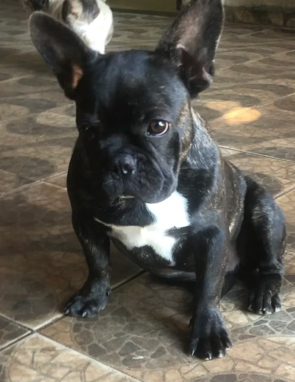 Filhote de Bulldog Francês