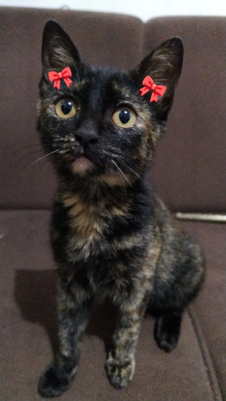 Linda gatinha para adoção