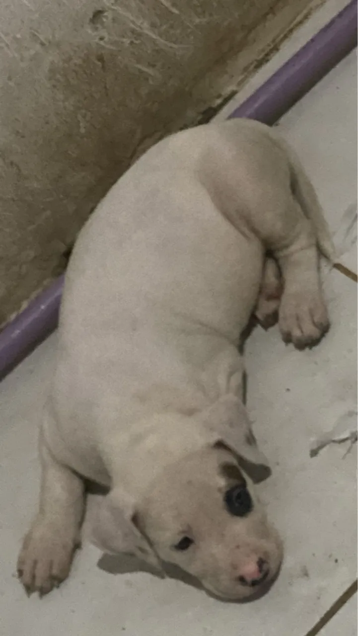 Filhote de Pitbull terrier