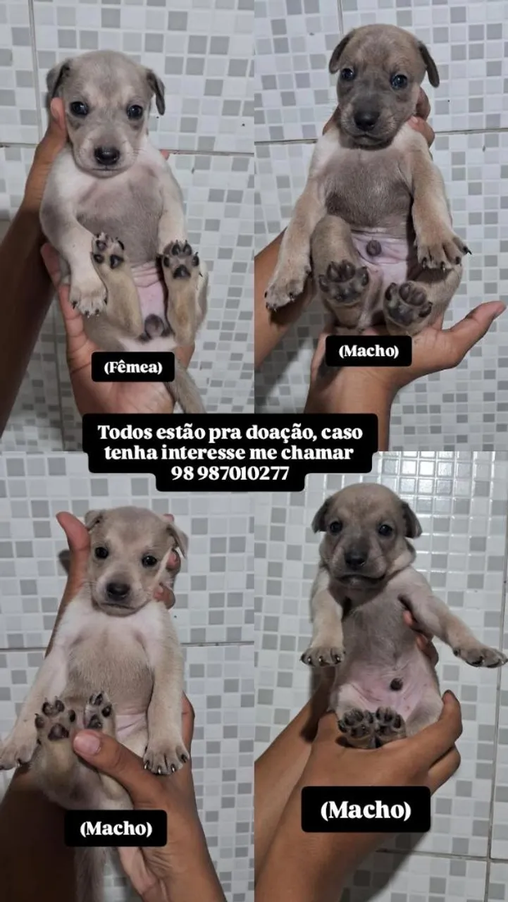 Filhotes para adoção