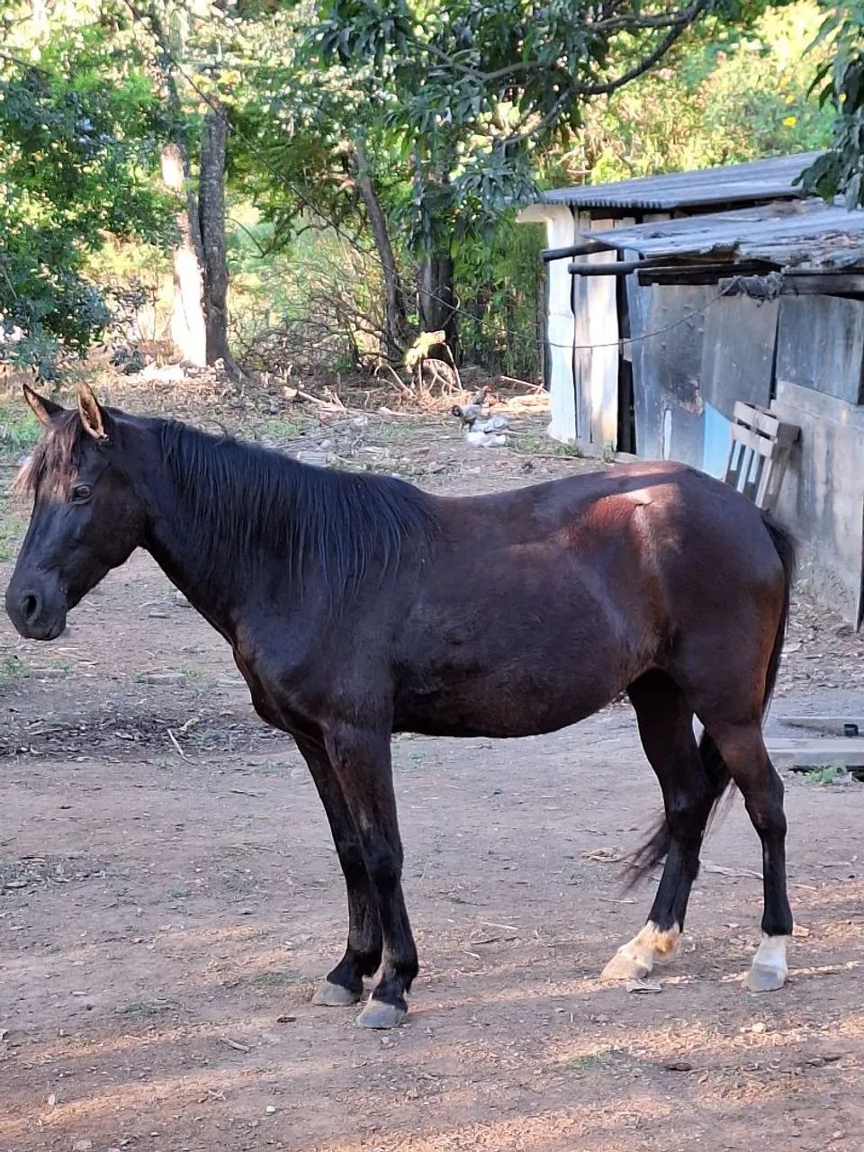 Égua Preta Marchadeira - Mangalarga  - Foto 6