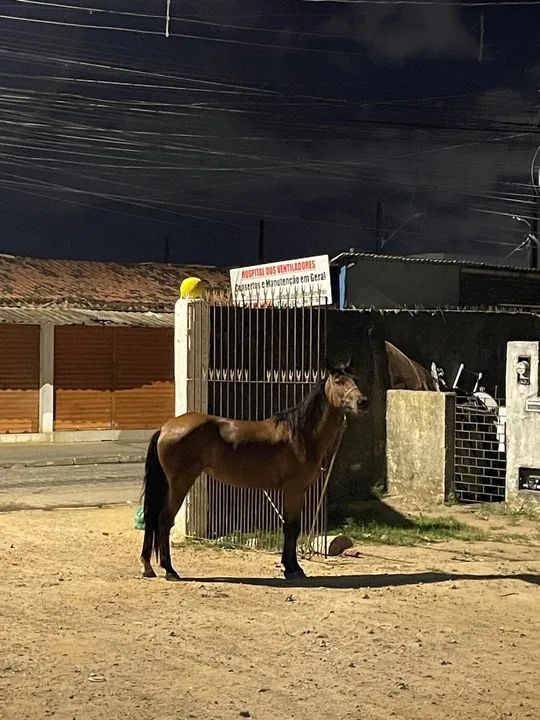 Besta mansa - Foto 5