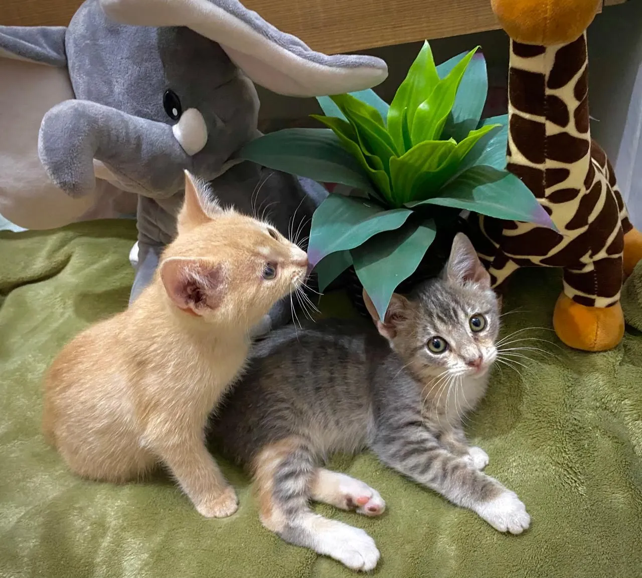 Gatinhos fofos para adoção