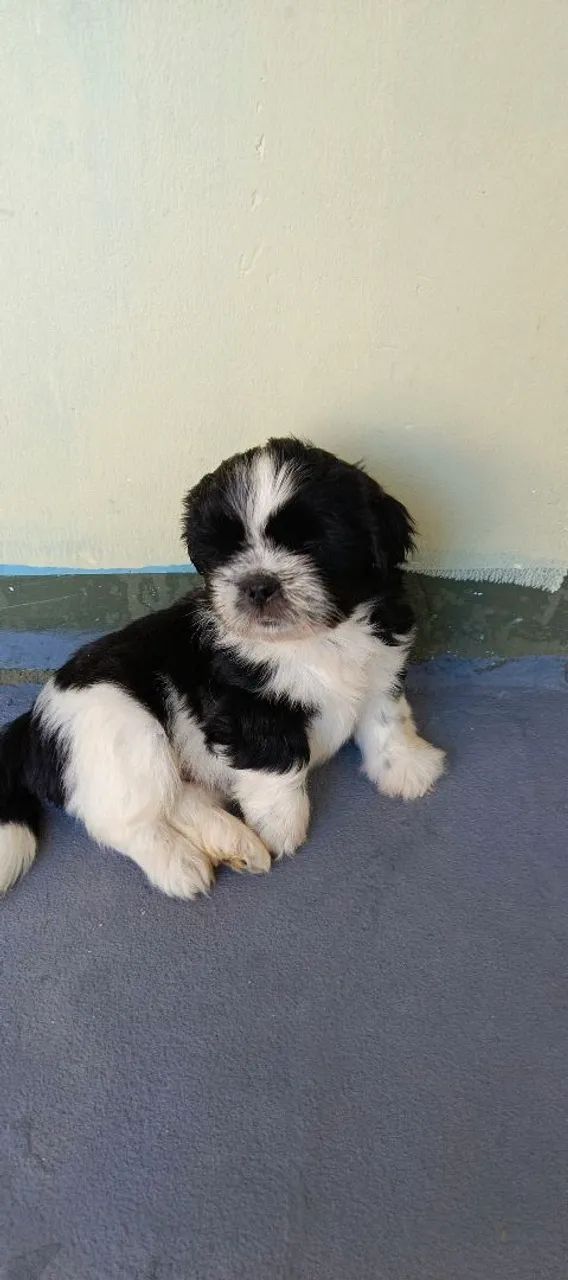 Shi-tzu - Foto 5