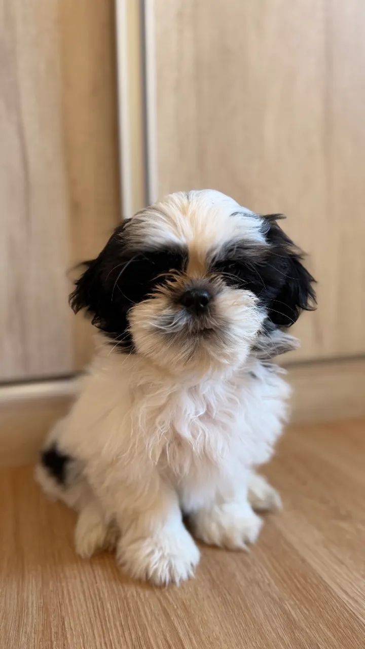 Filhote de Shih-tzu