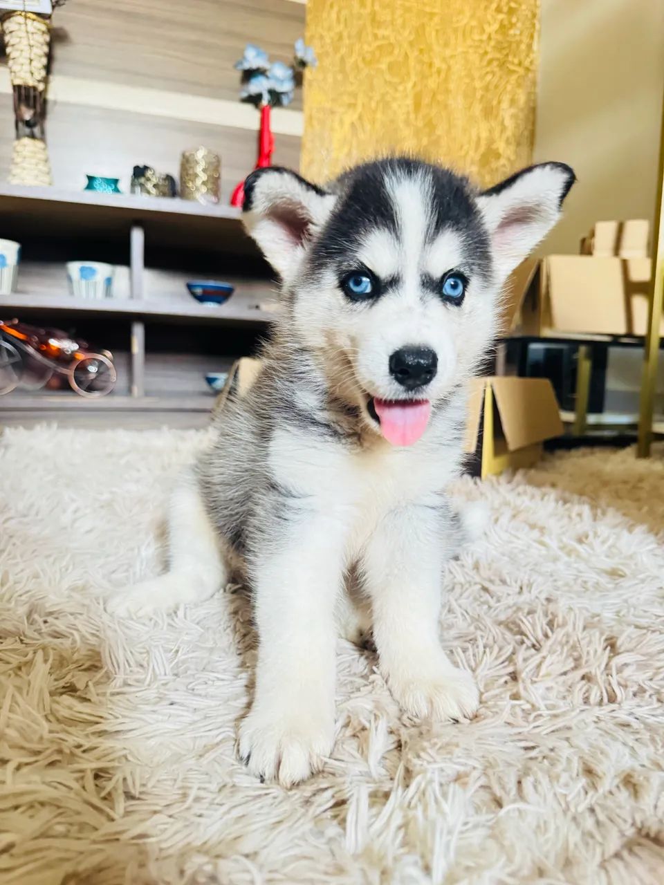 Haskey fêmea  - Foto 2