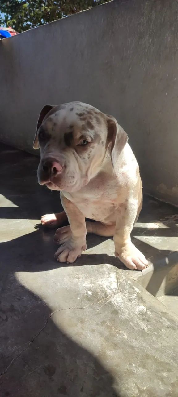 American Bully - Foto 4