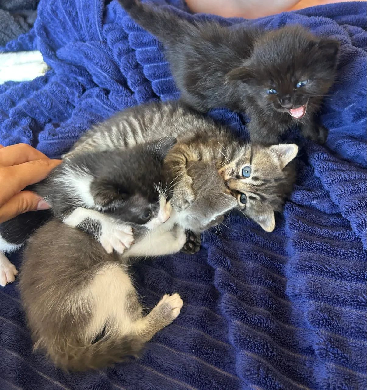 Gatinhos pra adoção  - Foto 2