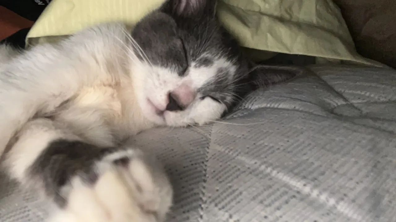 Doação de gatinho  - Foto 2