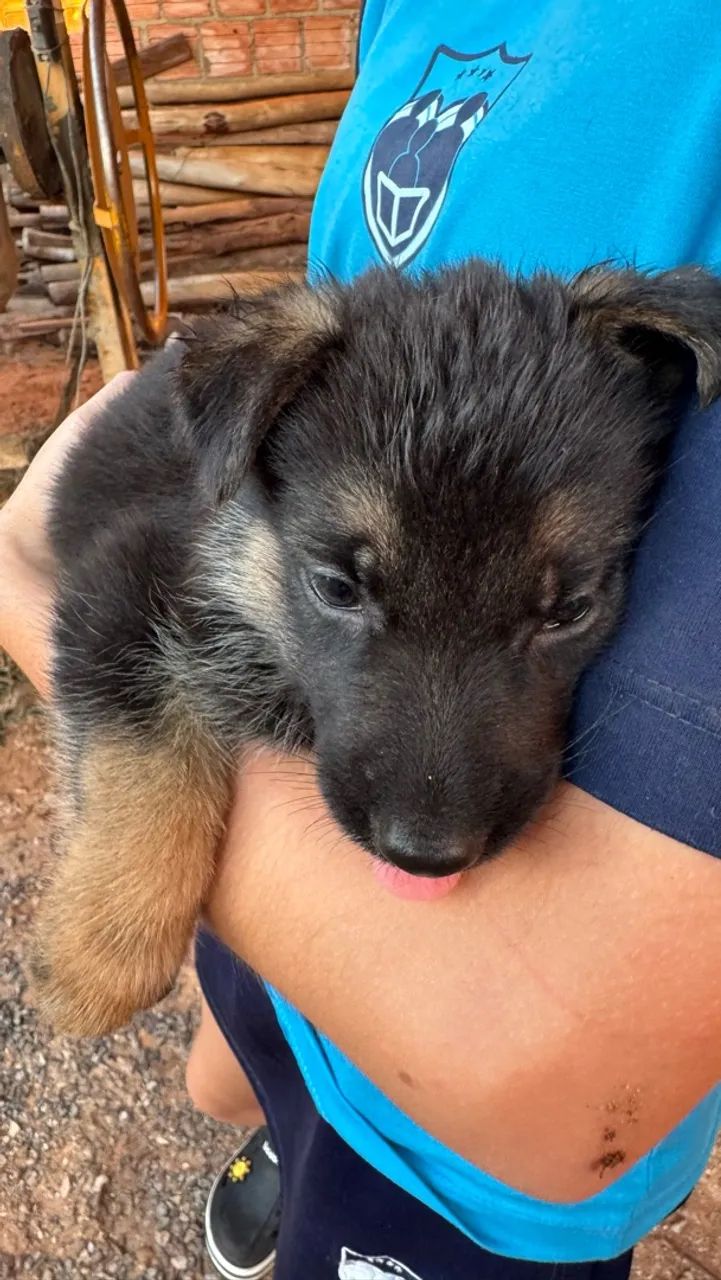 Cachorro