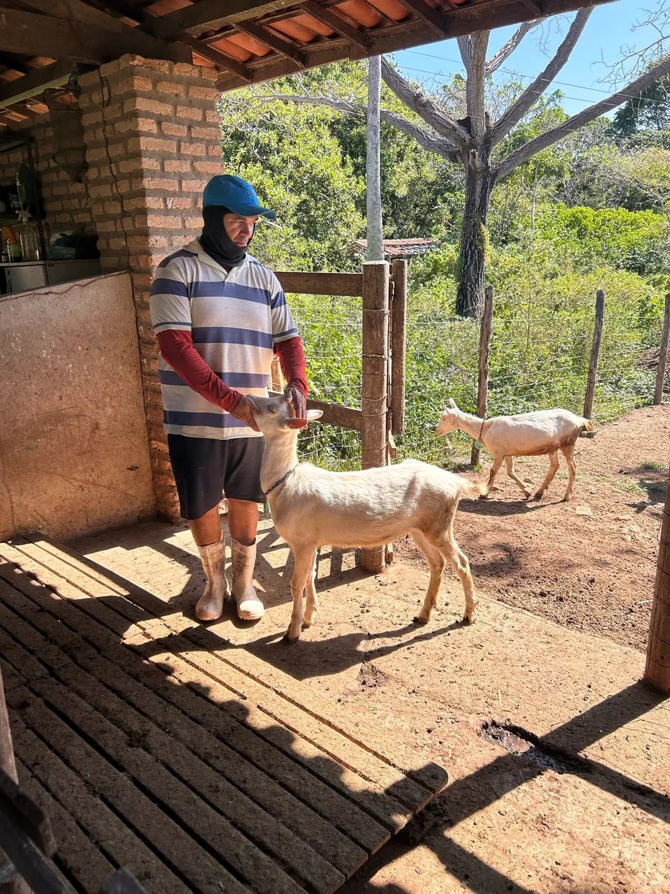 Vendo 4 cabritas e 2 bodinhos para abate! - Foto 4