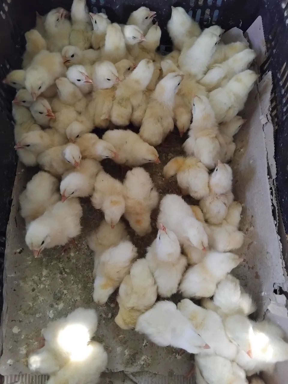 Pintinhos de 1 dia poedeiras  - Foto 2