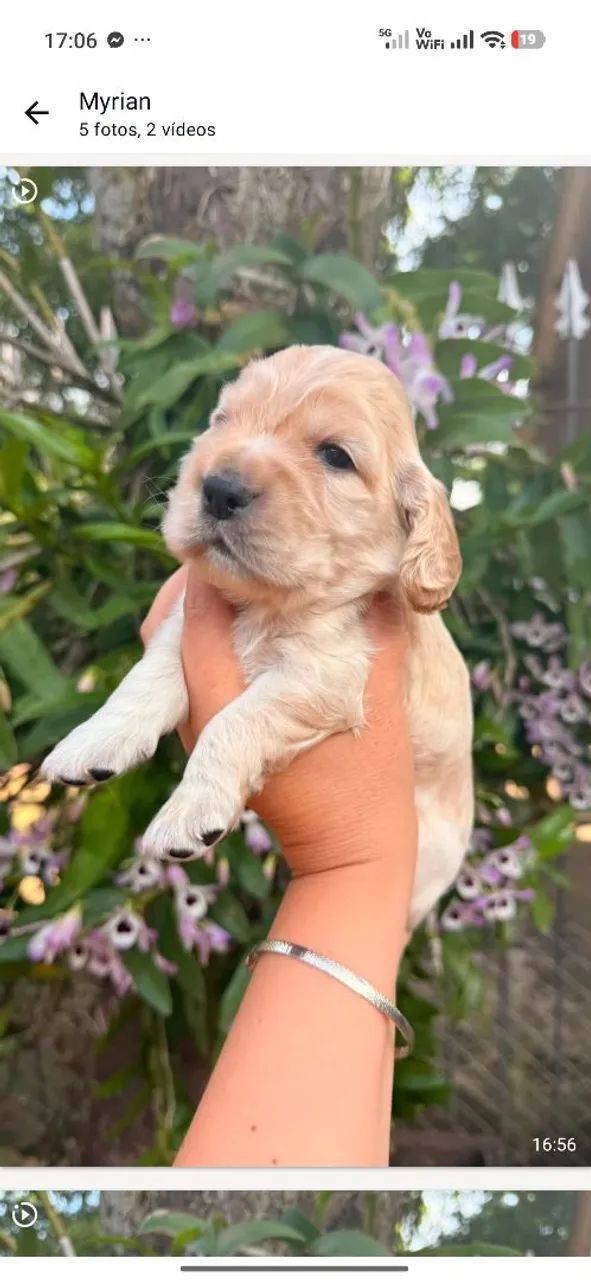Cocker spaniel inglês macho  - Foto 3