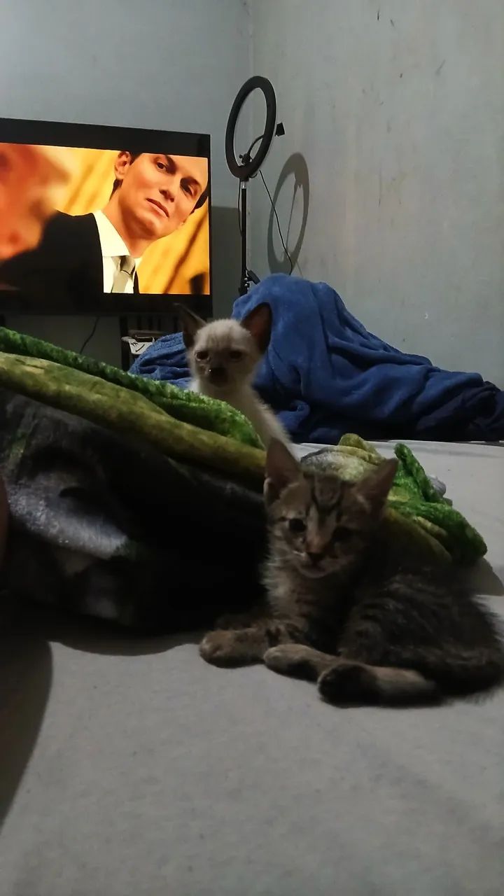 Gatos mestiços para doação  - Foto 3