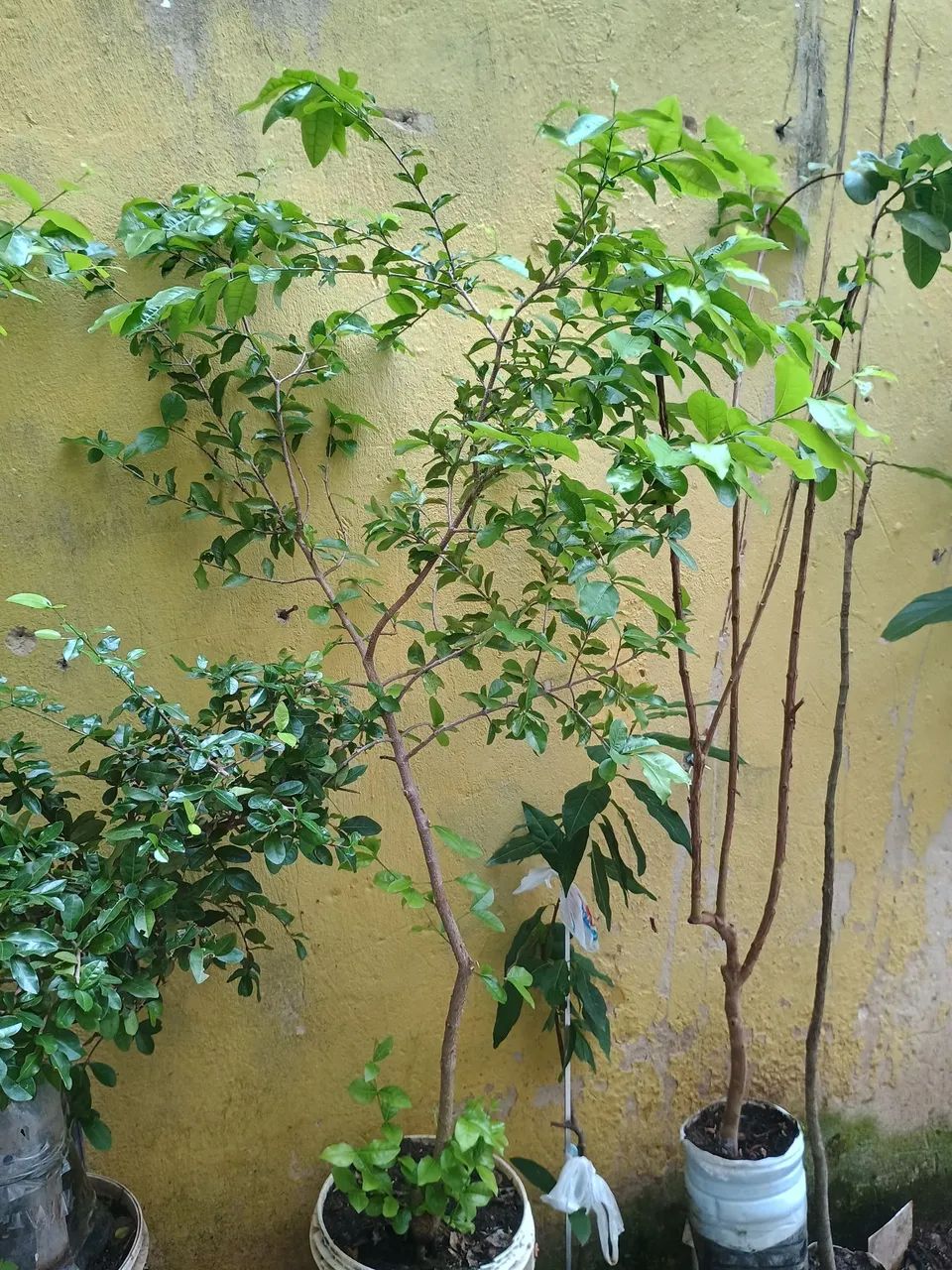 Muda de acerola  - Foto 2