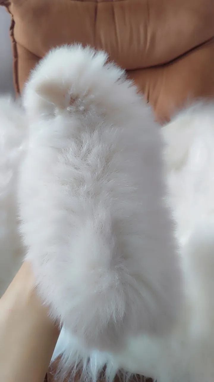 Filhotes spitz micro - Foto 4