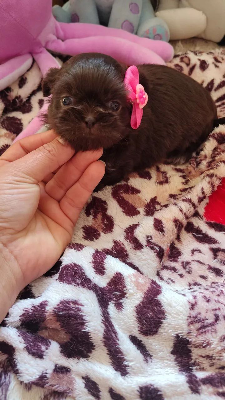 Micro bebês chocolate ? - Foto 4