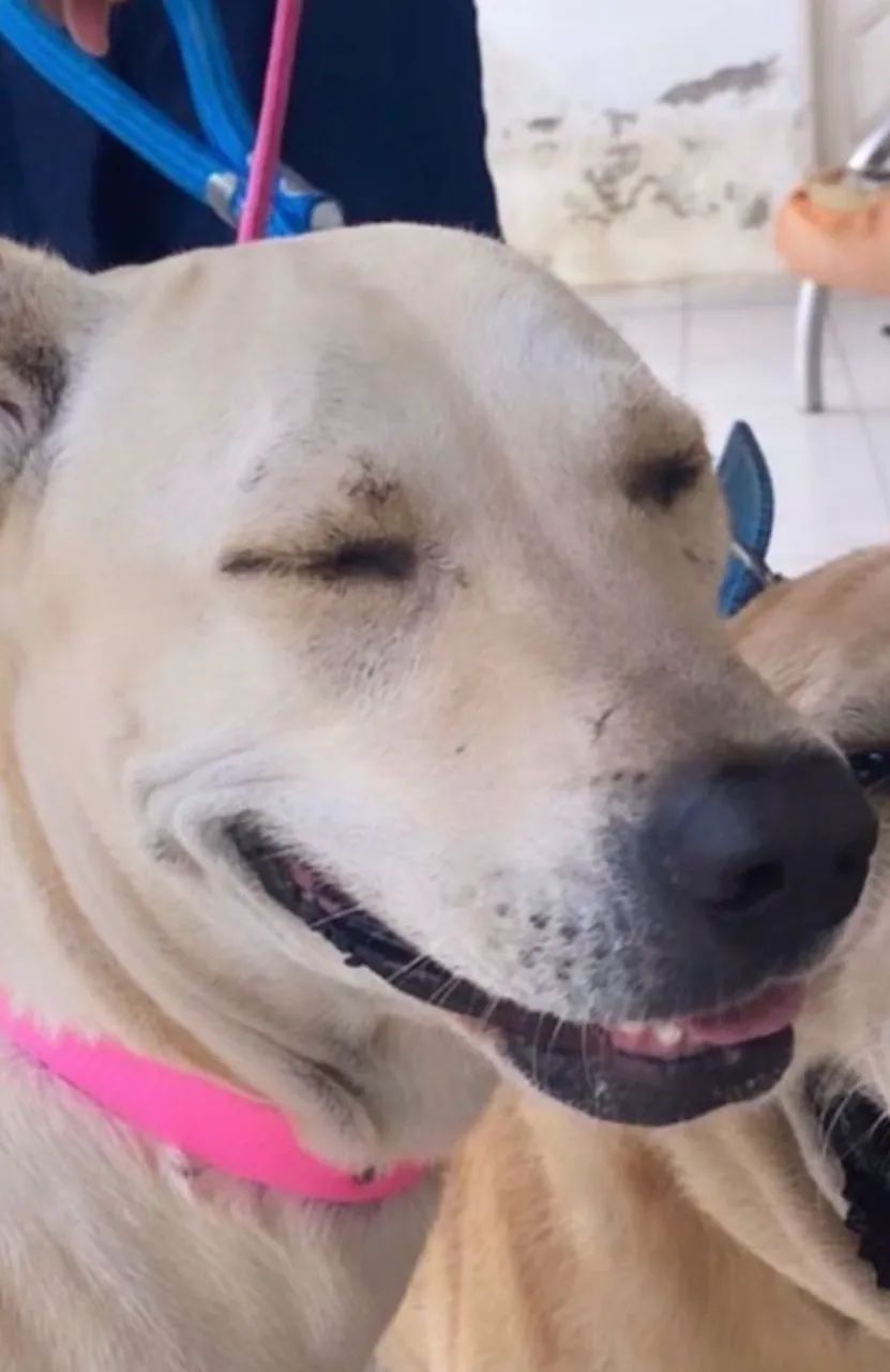 Mestiça Labrador  - Foto 4