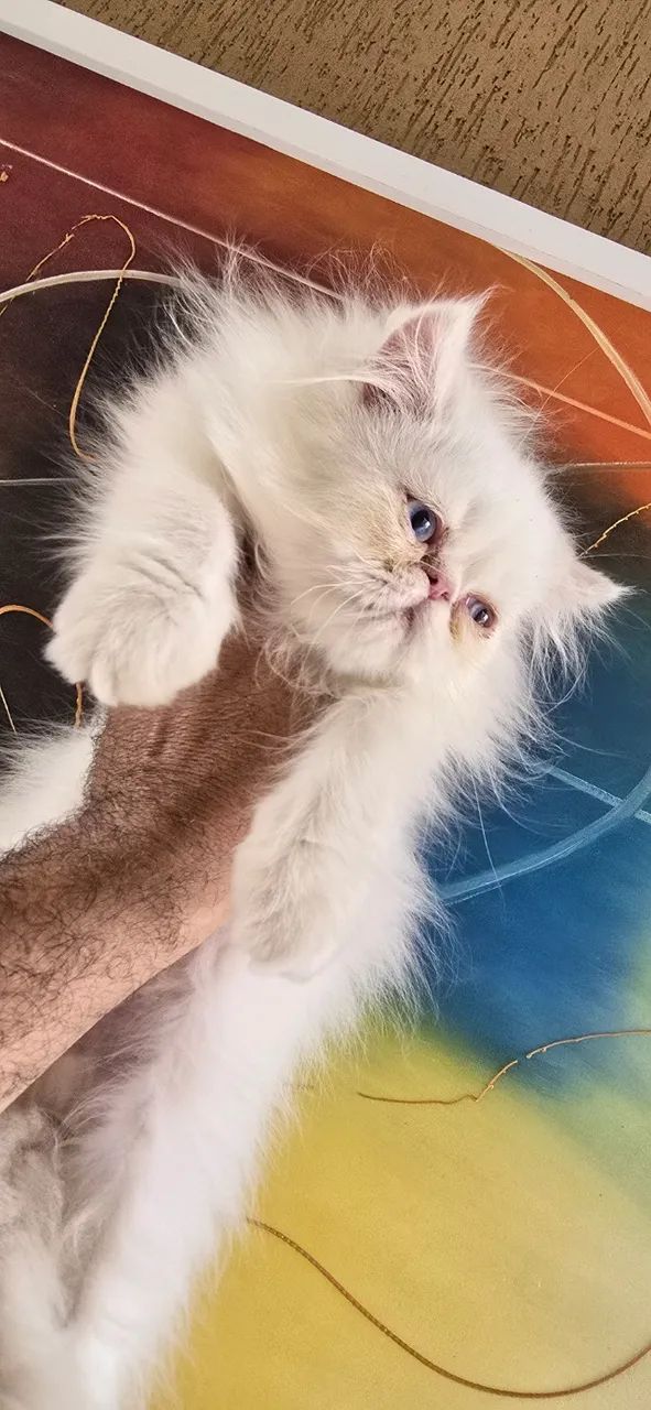 Filhote de PERSA Himalaio olhos azuis - Foto 3