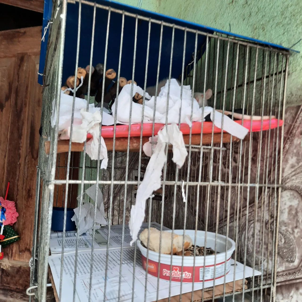 Ratinhos Twister  - Foto 3