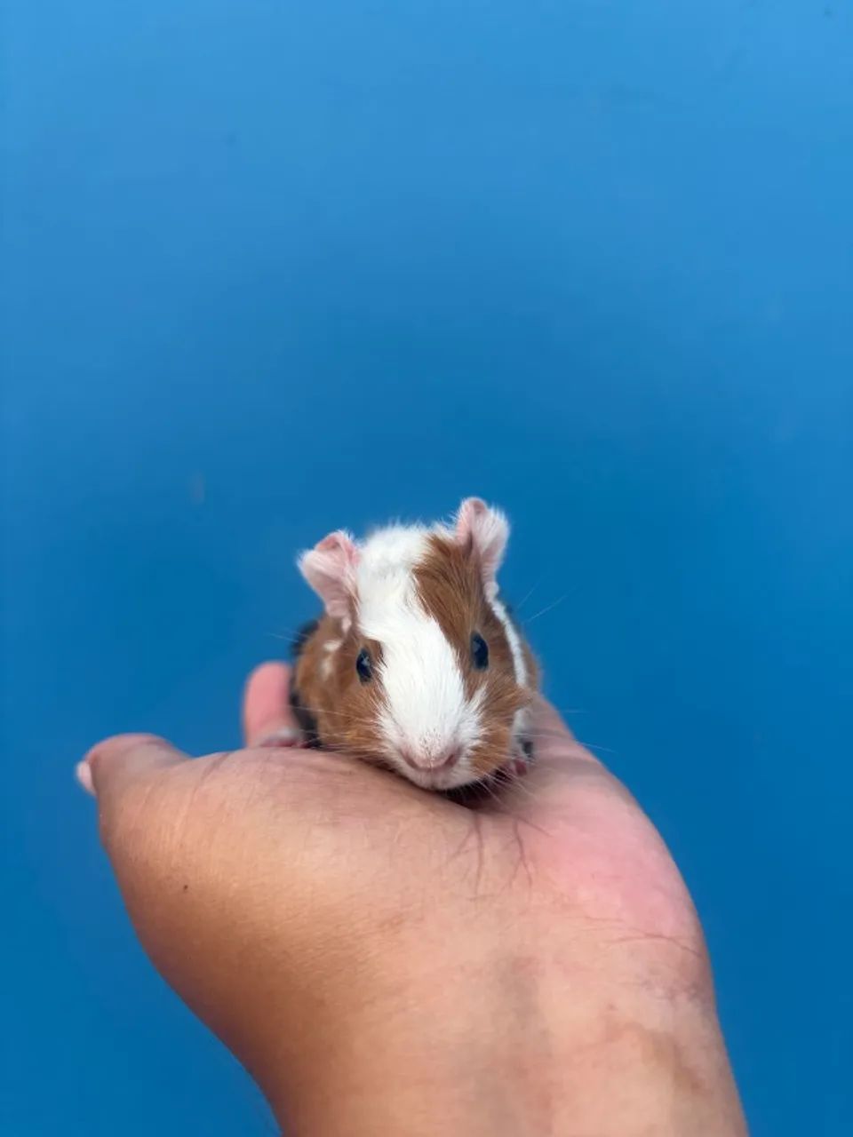 Porquinho da Índia - Macho - 15 dias - Raça Abissínio - Foto 4